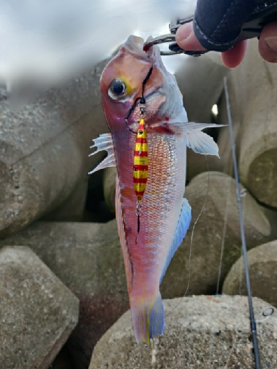 ショアアマダイ